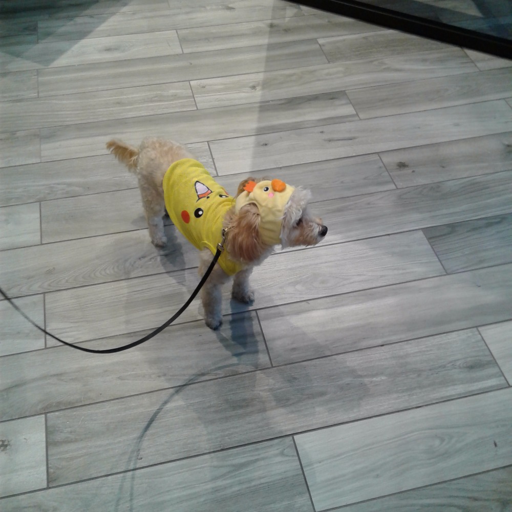 Meet your Posher, Xiaoyi